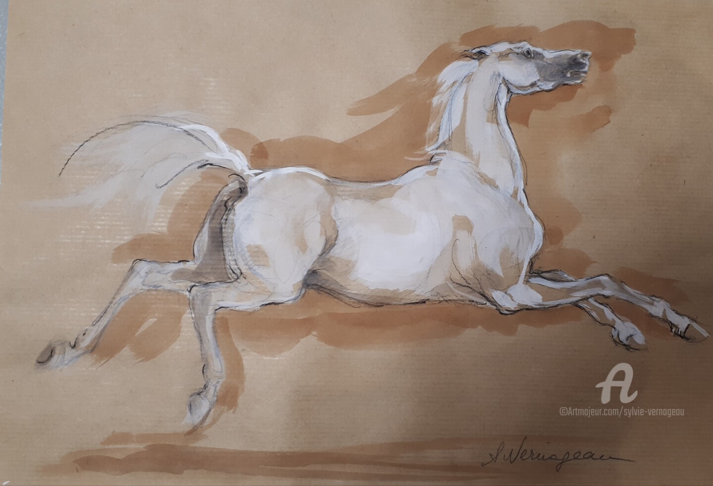 Etude Cheval Blanc Au Galop